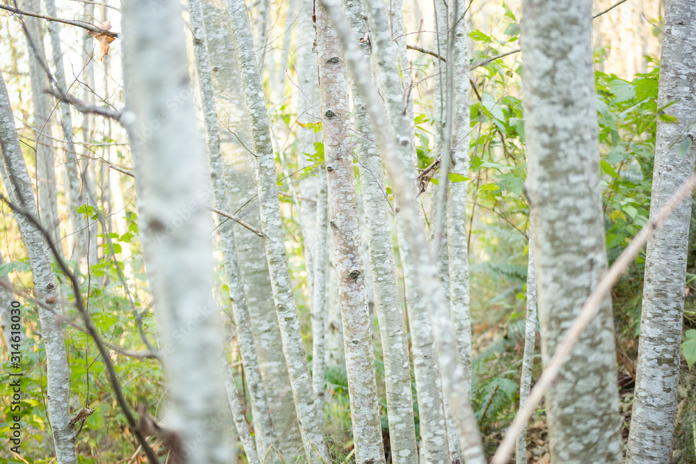 Obraz premium A forest full of red alder trees during the fall season.
