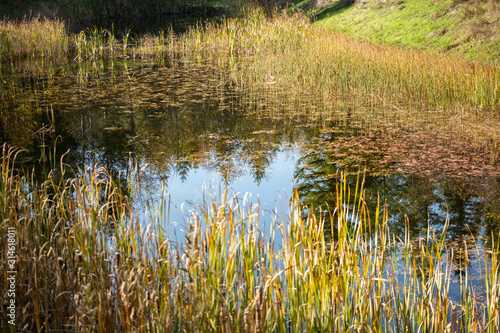 A view of a quiet, still pond, with a perimeter of cattail reeds.
