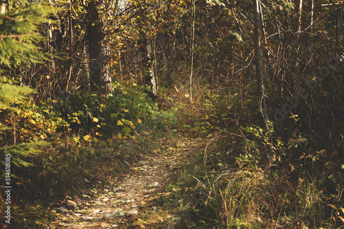 A rustic view of a trail leading deep into a forest.