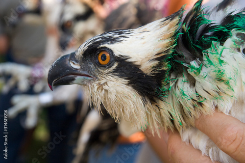 A man holds a tagged osprey which is part of a species re-introduction program in Iowa.
