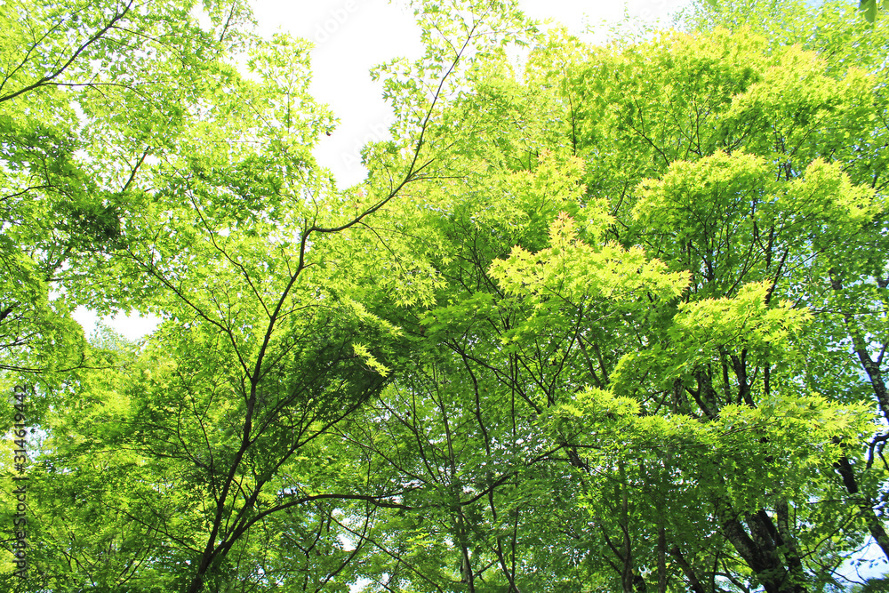 Fototapeta premium 軽井沢の風景