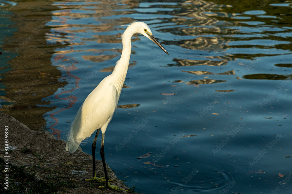 Naklejka premium Little Egret