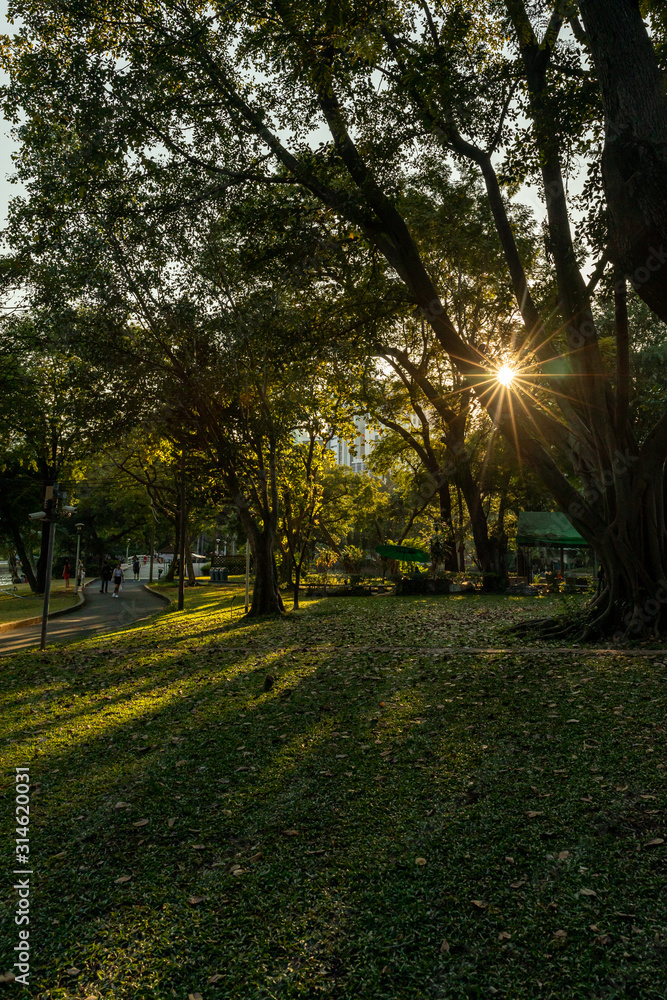 Obraz premium Sunburst through a tree