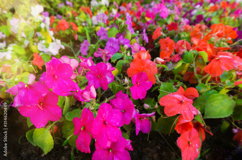 Bright lawn of African impatiens seeds, Colorful Garden Balsam Flo. Magenta, red, pink, violet, purple flowers as summer concept. Bright lawn of African impatiens seeds, Colorful Garden Balsam Flo. Magenta, red, pink, violet, purple flowers as summer concept.