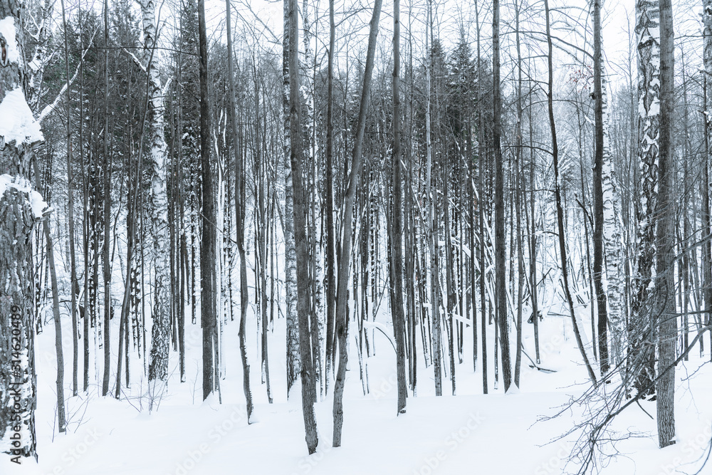 Beautiful winter in pine forest. Winter lanscape.