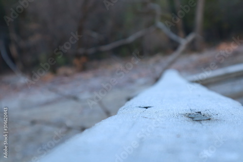 Frosty Wood