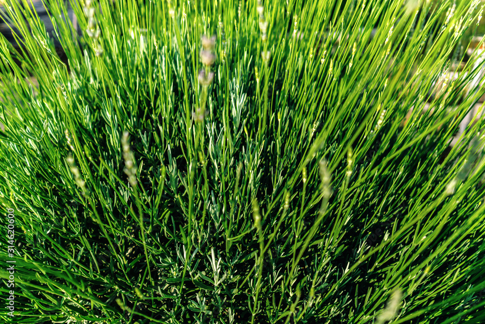 Fototapeta premium Closeup of bright green lavender bush. Lavandula angudtifolia aromatic herbal flowers as concept of hello spring and summer.