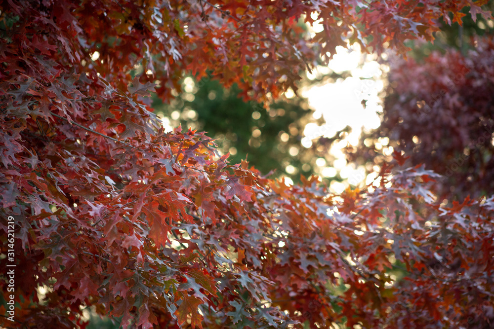 A view of maple leaves in a tree during the fall season, with the sun glowing through the foliage. A view of maple leaves in a tree during the fall season, with the sun glowing through the foliage.