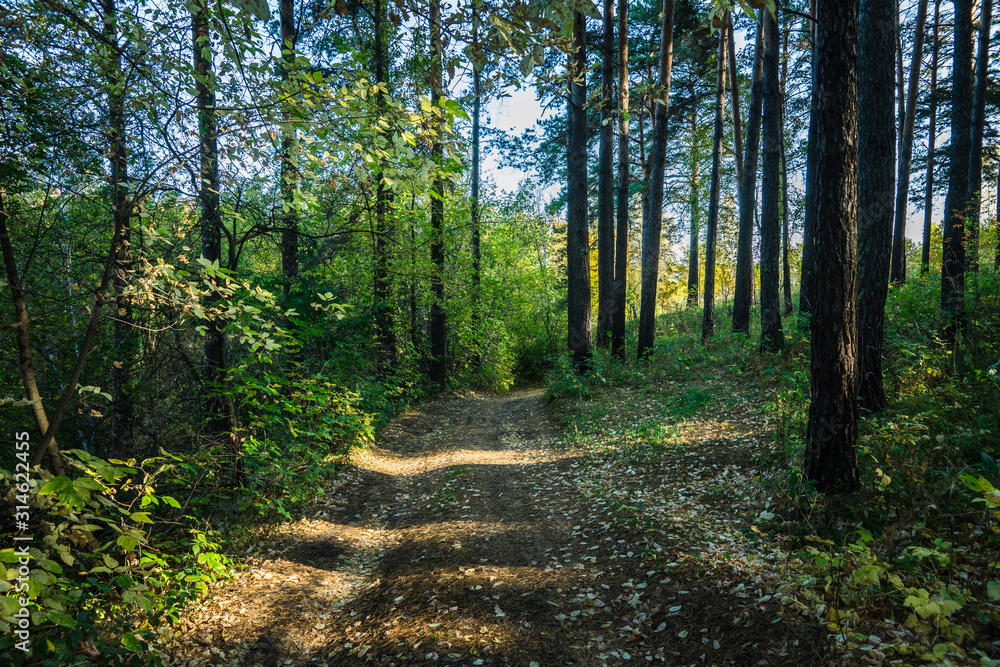 Obraz premium Road through beautiful and wild forest. Autumn landscape.