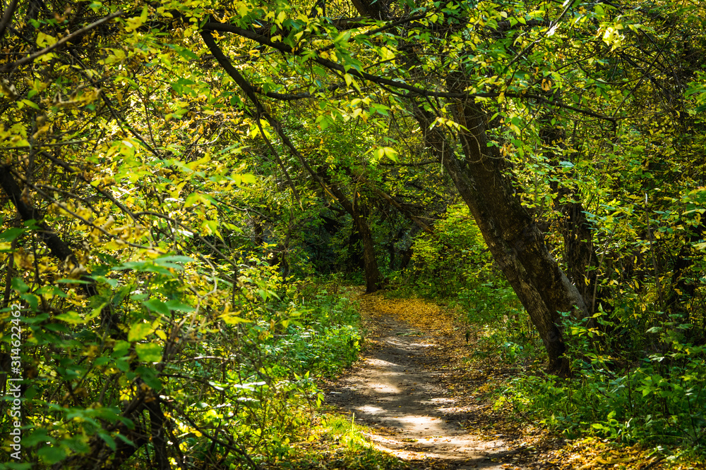 Fototapeta premium Road through beautiful and wild forest. Autumn landscape.