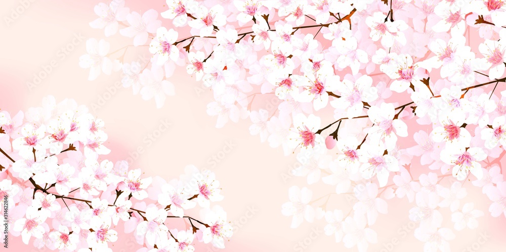 Fototapeta premium 桜 春 花 背景