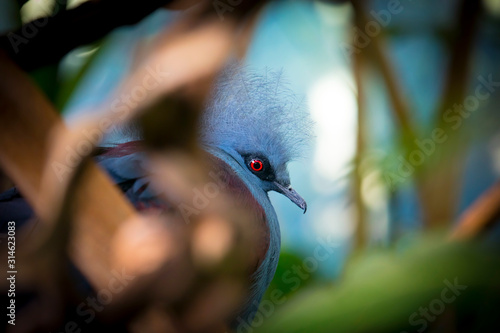 Southern crowned pigeon Goura scheepmakeri sclateri. Wildlife bird. photo