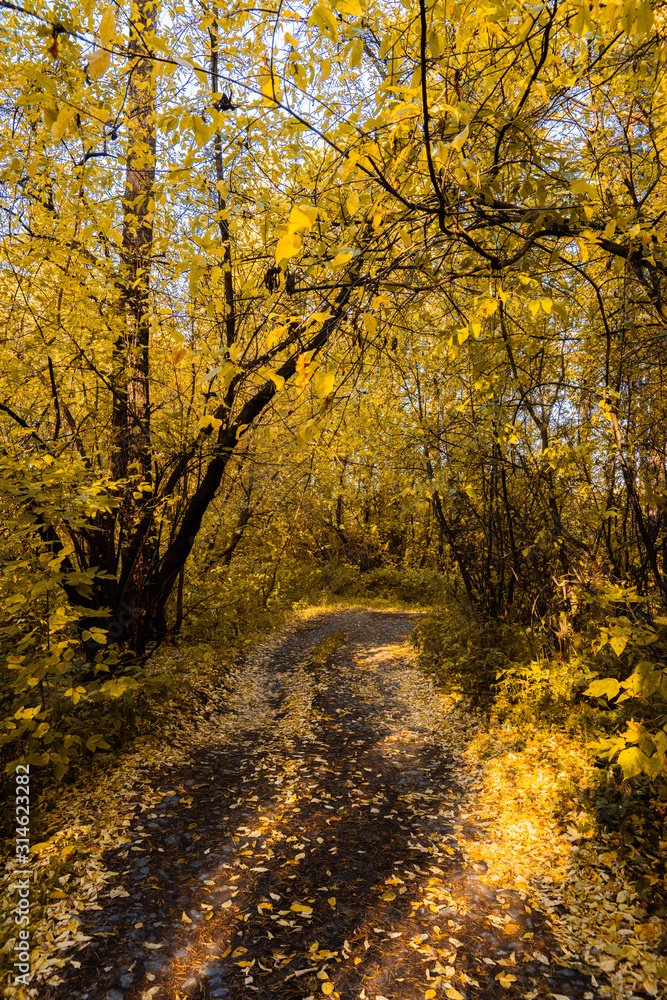 Obraz premium Road through beautiful and wild forest. Autumn landscape.