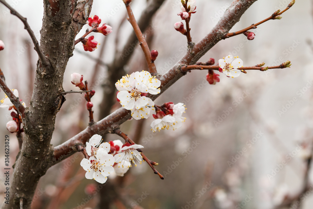 Branch of apricot tree in the period of spring flowering. Branch of apricot tree in the period of spring flowering.
