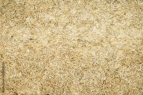 Dry grass background