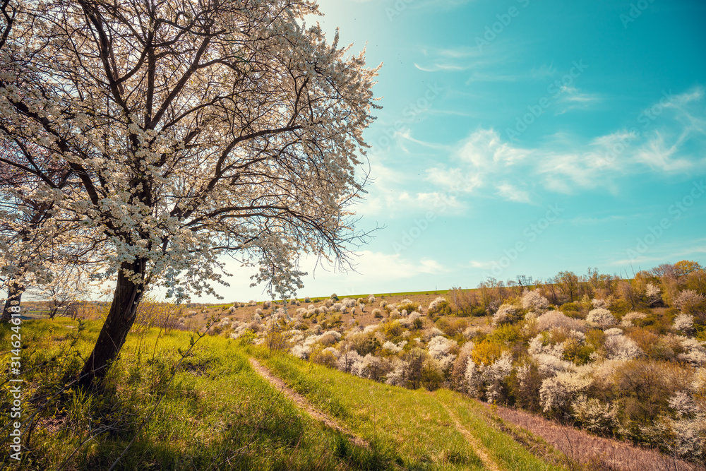 Blossom trees on the hills in early spring. Natural landscape Blossom trees on the hills in early spring. Natural landscape