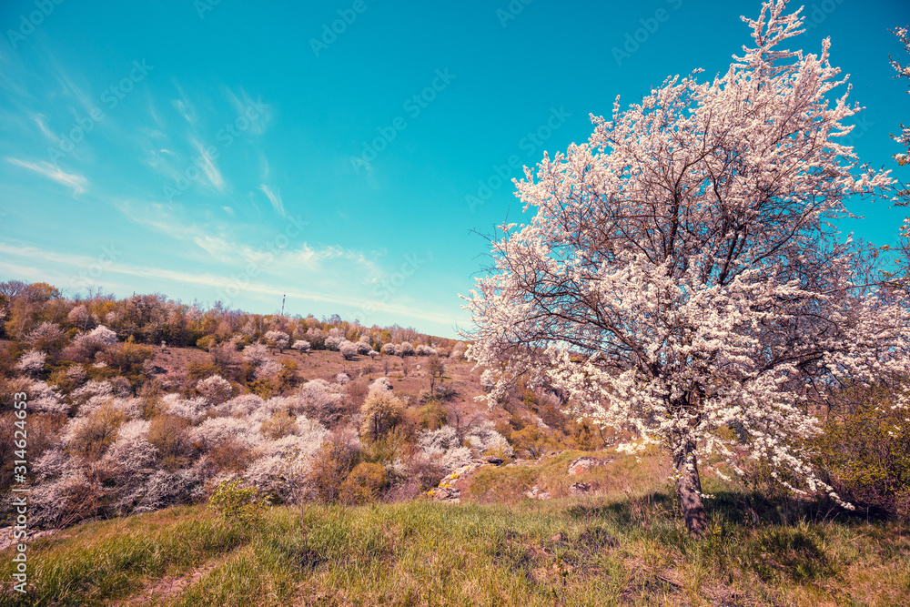 Blossom trees on the hills in early spring. Natural landscape Blossom trees on the hills in early spring. Natural landscape
