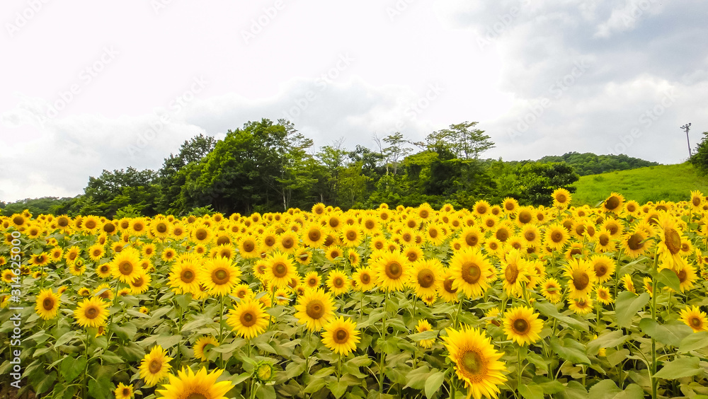 Sannokura Highlands Sunflower Fields in summer season sunny day. Kitakata city, Fukushima Prefecture, Japan