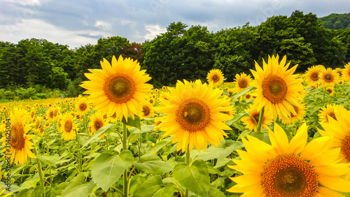 Sannokura Highlands Sunflower Fields in summer season sunny day. Kitakata city  Fukushima Prefecture  Japan