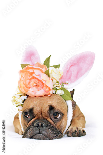 Cute easter bunny French Bulldog dog lying on floor dressed up with peony and roses flower rabbit ears headband costume  © Firn