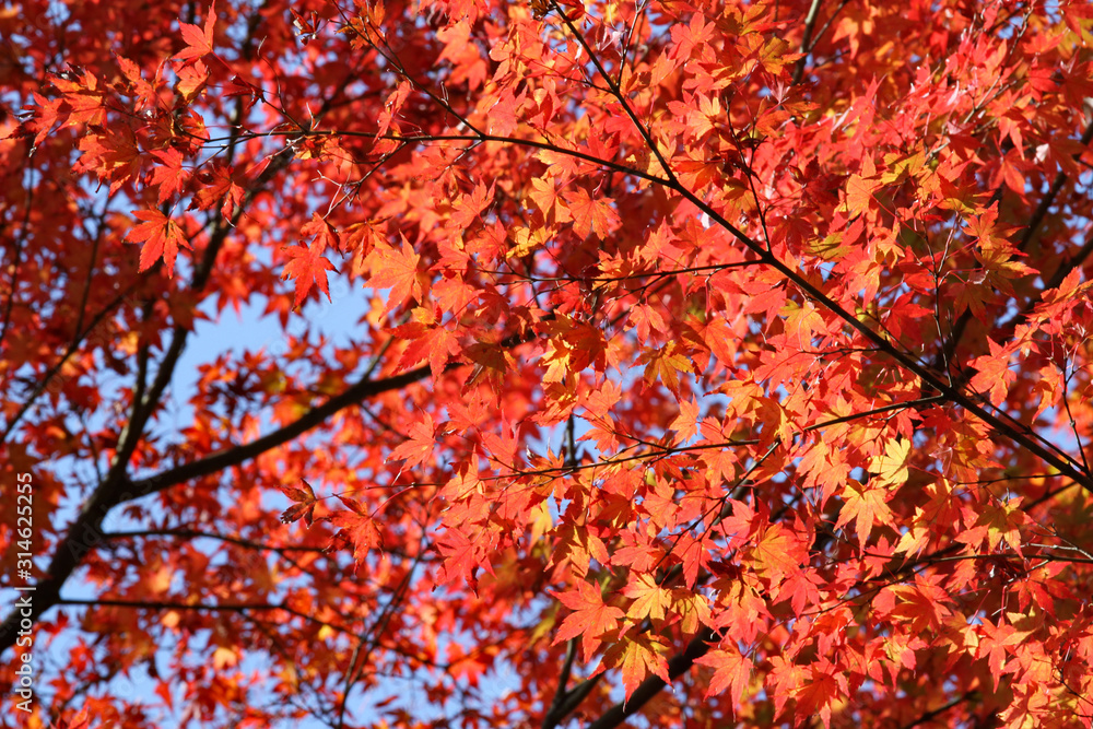 red leaves red leaves