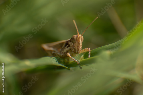 grasshopper in garden