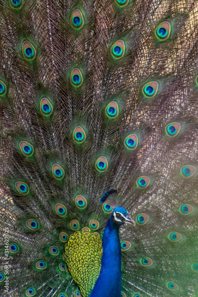 Obraz premium peacock with feathers out