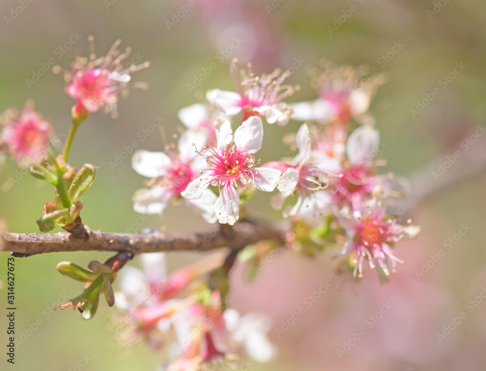 Sakura flowers blooming blossom