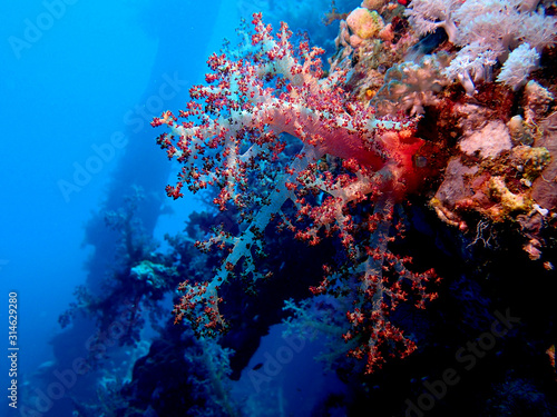 Fototapeta Naklejka Na Ścianę i Meble -  Scuba Diving Red Sea Egypt