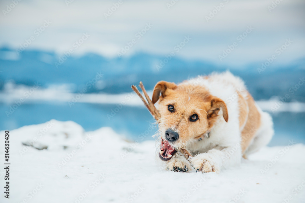 Cute fox terrier chewing a stick in winter landscape. 