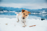 Cute fox terrier chewing a stick in winter landscape. 