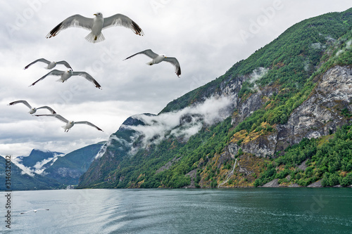 Sognefjord, Norway. Mountaun sea landscape with flying seagulls. © Travel Faery