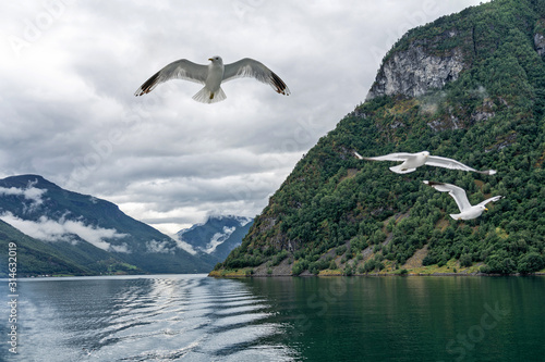 Mountain fjord sea view with seagulls, Sognefjord, Norway © Travel Faery