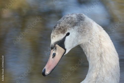 A head shot of a beautiful juvenile Mute Swan, Cygnus olor, standing on the bank of a lake.