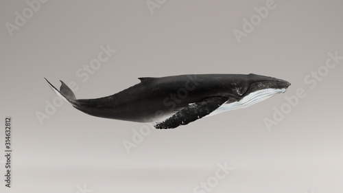 Humpback Whale 3d illustration 3d render