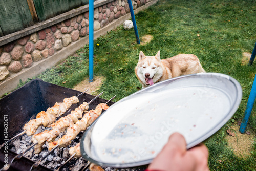 Slika na platnu Dog standing close to barbecue and looking up to owner.