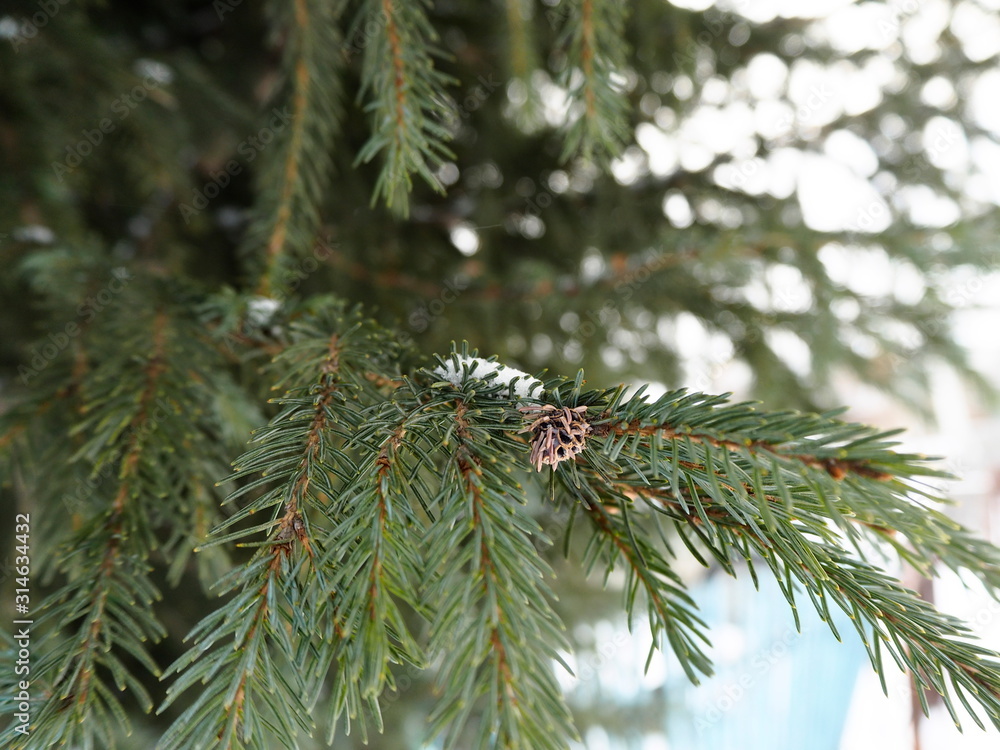 pine branch in winter Sunny day
