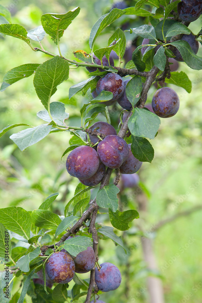 Plum tree branch with ripe juicy fruits on sunset light.. Plum tree branch with ripe juicy fruits on sunset light..