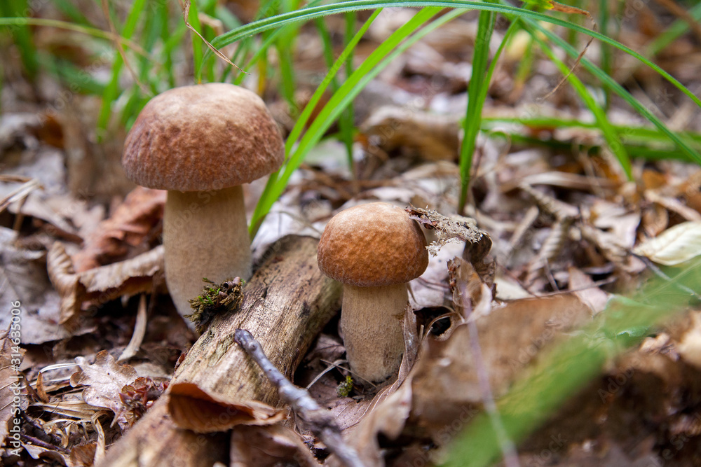 Mushroom family of boletus mushroom in the wild. Porcini mushroom grows on the forest floor at autumn season.. Mushroom family of boletus mushroom in the wild. Porcini mushroom grows on the forest floor at autumn season..