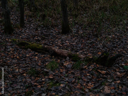 fallen trees covered with moss, Moscow photo