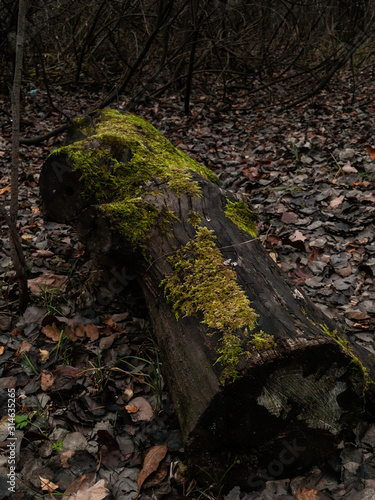 fallen trees covered with moss, Moscow