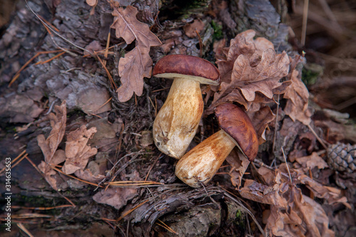 Pile of wild edible bay bolete known as imleria badia or boletus badius mushroom on old hemp in pine tree forest..