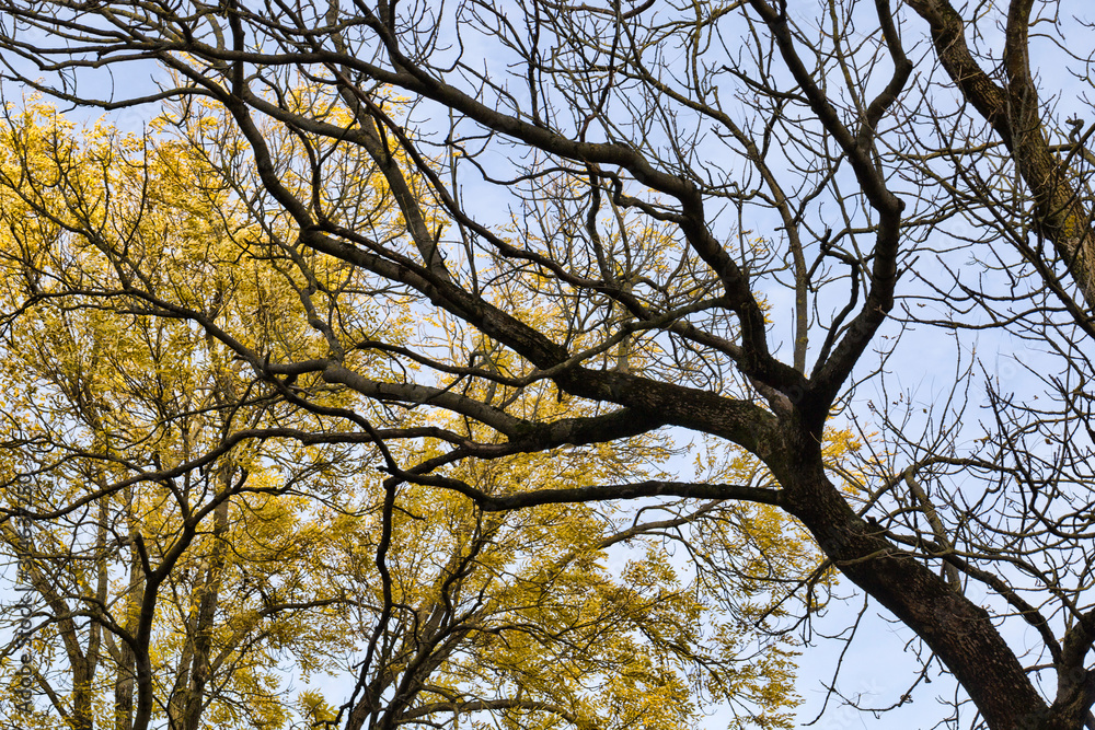 yellow green foliage on maple branches What is the specificity of the autumn season, part of the tree yellow green foliage on maple branches What is the specificity of the autumn season, part of the tree