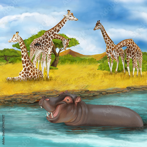 cartoon scene with hippopotamus hippo swimming in river near the meadow and giraffes resting illustration for children