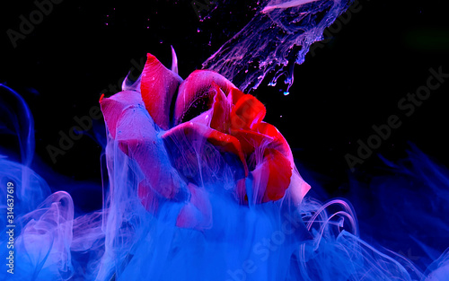 Piękna czerwona róża na fantastycznym niebieskim tle.