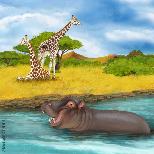 cartoon scene with hippopotamus hippo swimming in river near the meadow and giraffes resting illustration for children