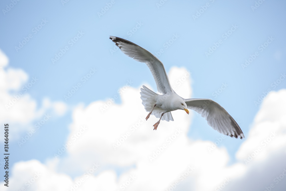 Obraz premium Seagull diving