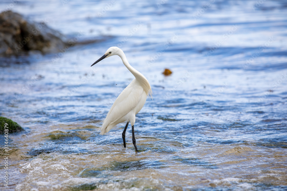 Little egret looking around Little egret looking around