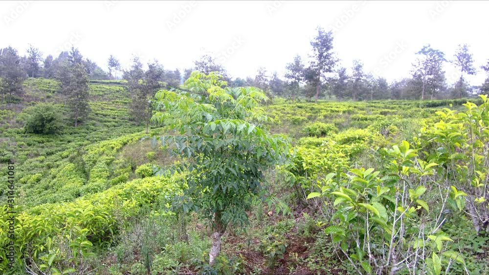 Video recording 4k, Green fir sways in the wind, in a tea plantation on a hill Video recording 4k, Green fir sways in the wind, in a tea plantation on a hill