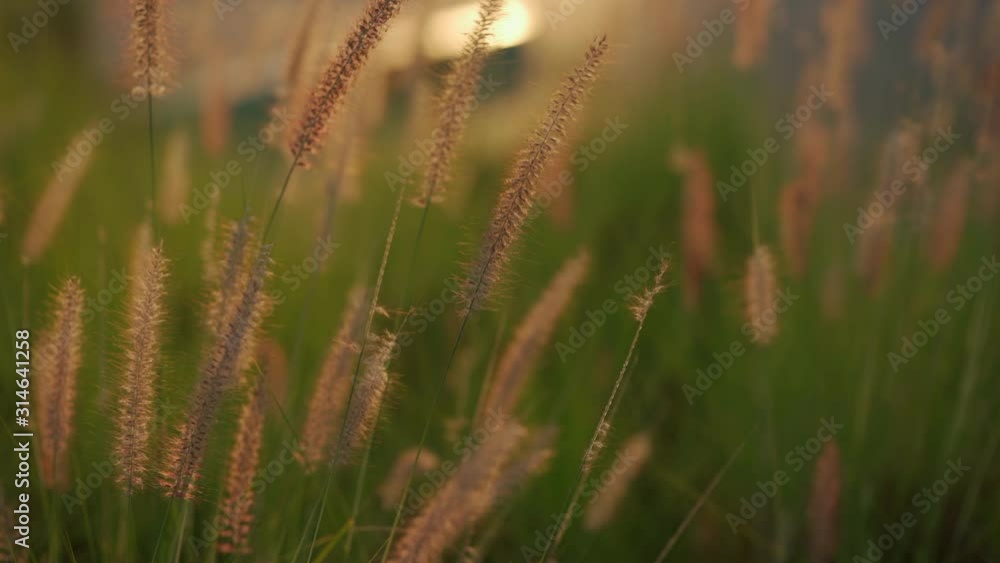PENNISETUM SETACEUM - FOUNTAIN GRASS PENNISETUM SETACEUM - FOUNTAIN GRASS